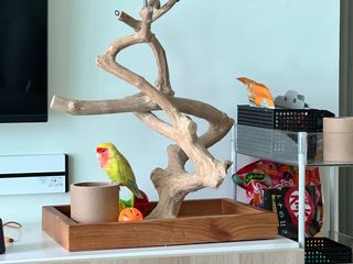 Lovebird toys discount