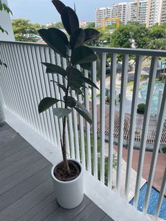 (Category: ) located in . Submitted by matthewelsom (Listing ID 1312584529, Image 1). Description: .