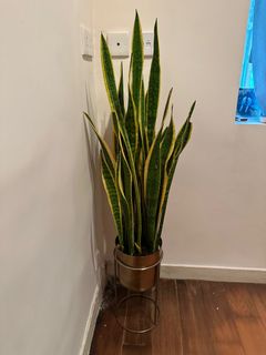 （分類：）位於 。 由 Sandy 提交（商品編號 1312780781，圖片 1）。簡介： 。