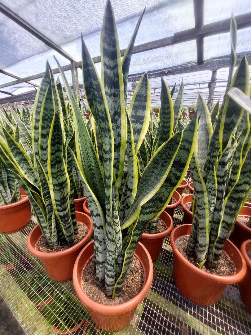 Tall Sansevieria (ard 80 cm), Furniture & Home Living, Gardening, Plants &  Seeds on Carousell
