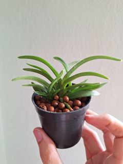 (Category: ) located in . Submitted by plant_nerd05 (Listing ID 1312657764, Image 1). Description: .