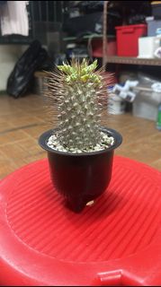 （分類：）位於 。 由 yc467 提交（商品編號 1313010053，圖片 1）。簡介： 。