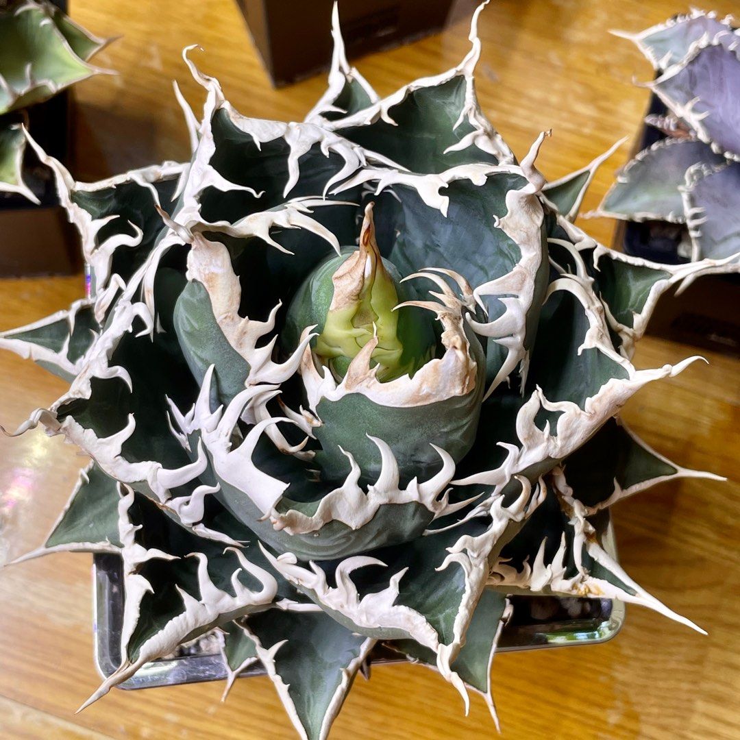 Looking [Berlin] Agave Titanota 海王 for agave titanota cultivar