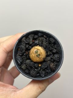 （分類：）位於 。 由 jimziklab 提交（商品編號 1312931241，圖片 1）。簡介： 。