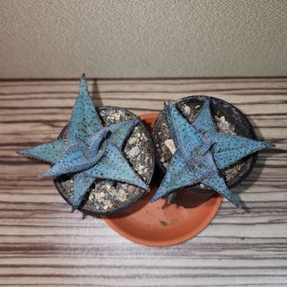 (Category: ) located in . Submitted by succacti (Listing ID 1312933686, Image 1). Description: .