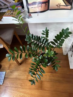 （分類：）位於 。 由 Sandy 提交（商品編號 1312923641，圖片 1）。簡介： 。