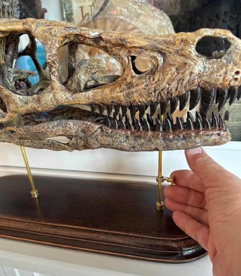 Velociraptor skull for sale outlet
