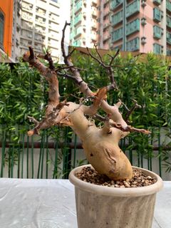 （分類：）位於 。 由 Caudex.369 提交（商品編號 1312844665，圖片 1）。簡介： 。