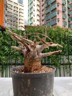 （分類：）位於 。 由 Caudex.369 提交（商品編號 1312844394，圖片 1）。簡介： 。