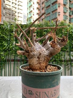 （分類：）位於 。 由 Caudex.369 提交（商品編號 1312844513，圖片 1）。簡介： 。