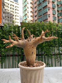 （分類：）位於 。 由 Caudex.369 提交（商品編號 1312844932，圖片 1）。簡介： 。