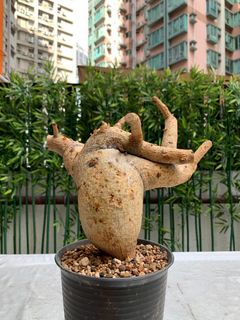 （分類：）位於 。 由 Caudex.369 提交（商品編號 1312845185，圖片 1）。簡介： 。