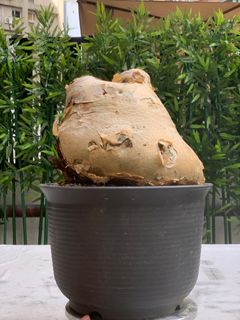（分類：）位於 。 由 Caudex.369 提交（商品編號 1312842877，圖片 1）。簡介： 。
