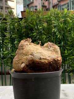 （分類：）位於 。 由 Caudex.369 提交（商品編號 1312843025，圖片 1）。簡介： 。