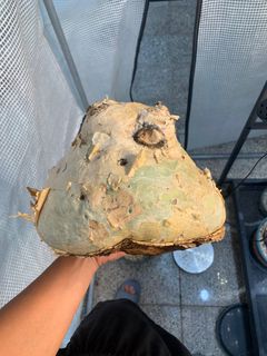 （分類：）位於 。 由 Caudex.369 提交（商品編號 1312844063，圖片 1）。簡介： 。