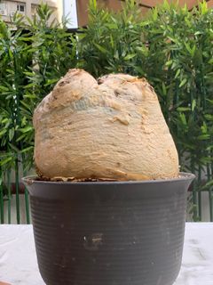 （分類：）位於 。 由 Caudex.369 提交（商品編號 1312842686，圖片 1）。簡介： 。