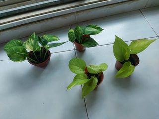 (Category: ) located in . Submitted by fingoing (Listing ID 1312916979, Image 1). Description: .