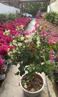 （分類：）位於 。 由 imson_8 提交（商品編號 1313210621，圖片 1）。簡介： 。