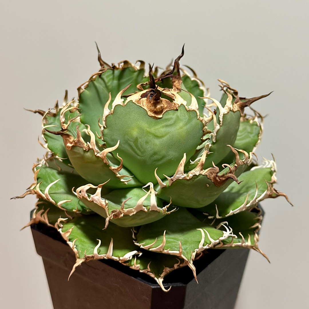 Agave Titanota Filigree \