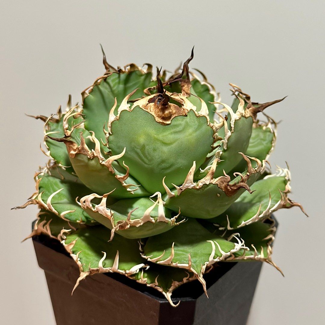 圓葉拇指嚴龍龍舌蘭Agave Titanota 'Filigree' 多肉植物塊根植物象牙宮