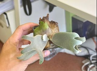 （分類：）位於 。 由 2d_garden 提交（商品編號 1313094597，圖片 1）。簡介： 。