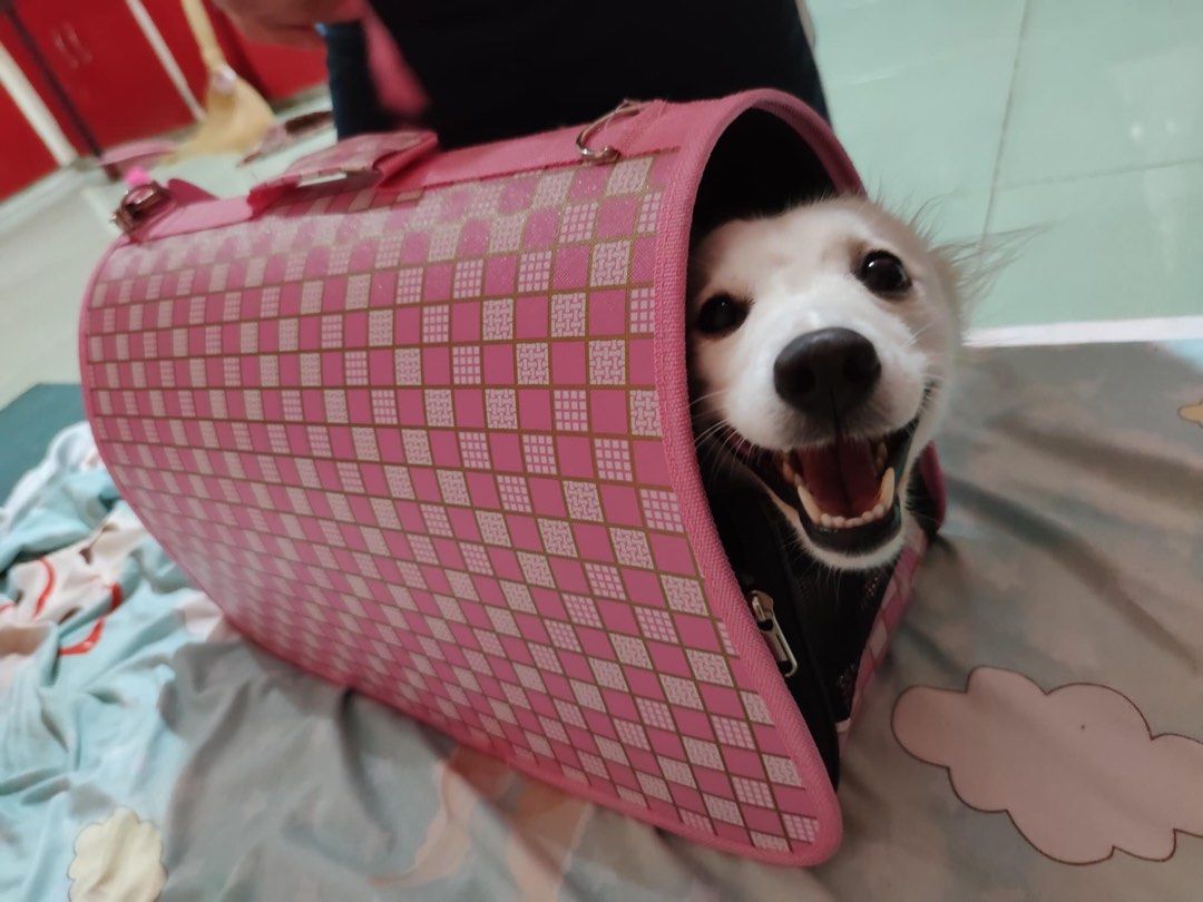 Pet Carrier Medium Dog Pet Supplies Homes Other Pet Accessories on Carousell