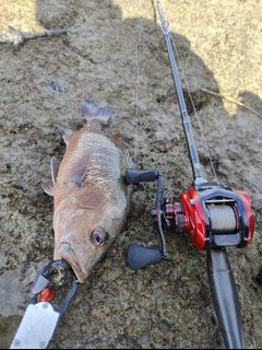 (Category: ) located in . Submitted by FishingTackleShop (Listing ID 1313052450, Image 1). Description: .