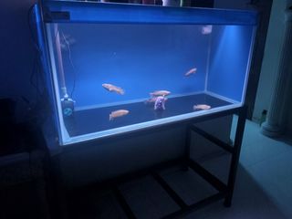 (Category: ) located in . Submitted by laupeq (Listing ID 1313394881, Image 1). Description: .