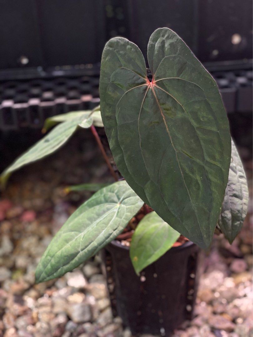 【セール 登場から人気沸騰】 アンスリウム red 盗 ✖️papi phoenix dark その他観葉植物