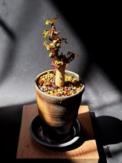 （分類：）位於 。 由 walternplant 提交（商品編號 1313236414，圖片 1）。簡介： 。