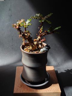（分類：）位於 。 由 walternplant 提交（商品編號 1313235961，圖片 1）。簡介： 。