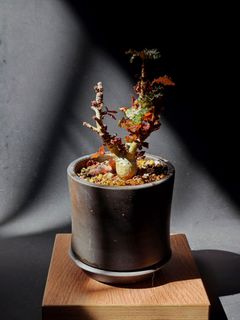 （分類：）位於 。 由 walternplant 提交（商品編號 1313235653，圖片 1）。簡介： 。