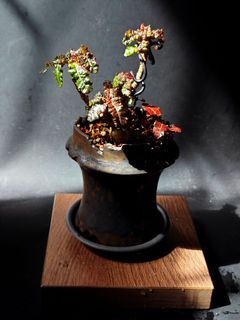 （分類：）位於 。 由 walternplant 提交（商品編號 1313236846，圖片 1）。簡介： 。