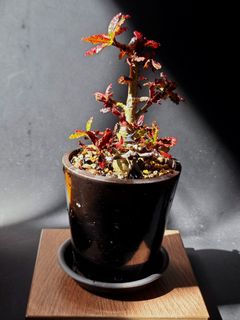 （分類：）位於 。 由 walternplant 提交（商品編號 1313237302，圖片 1）。簡介： 。