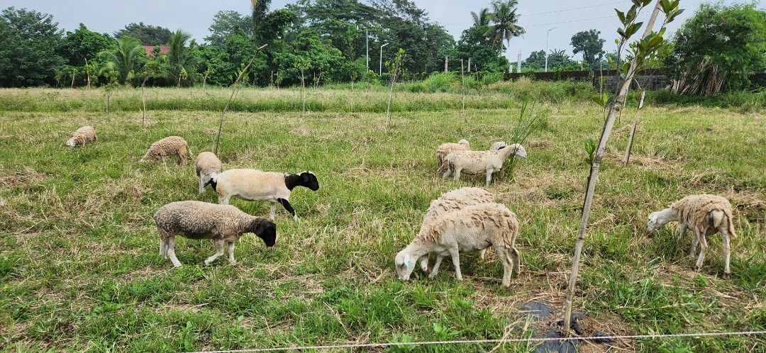 Week-end Farm outside Tagaytay Highlands (Category: Commercial) located in Manila. Submitted by lam.ig (Listing ID 1313279090, Image 3). Description: 15,000 sqm or 1.5 hectares 5 minutes from Tagaytay Highlands Batino Gate 10 minutes from Tagaytay Midlands Golf Course Clubhouse Cool climate (630 feet above sea level) Located right at the edge of a Village in Tanauan City, Batangas, Surrounded by SMDC Tagaytay Highlands property future devt. Very 