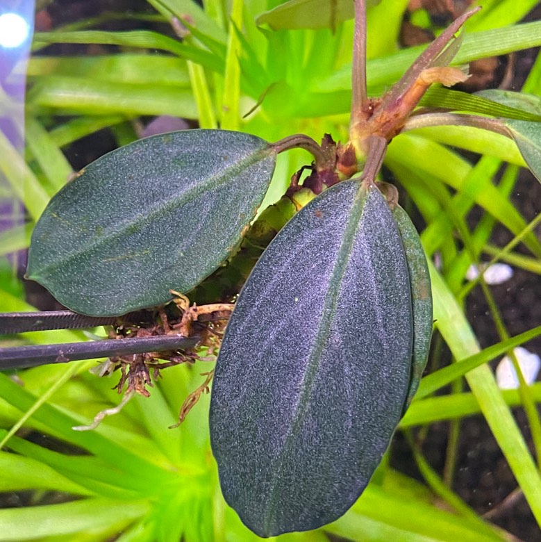 Bucephalandra sp. Galaxy Tricolore 大株 キボーデコ on X: 