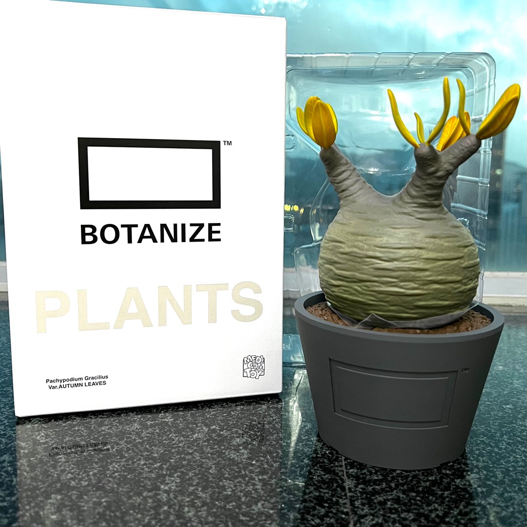 VCD Pachypodium Gracilius Var. atmos ANIMAL medicom toy