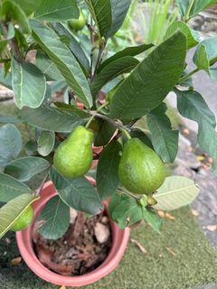 (Category: ) located in . Submitted by gardenfunfarm (Listing ID 1319298456, Image 1). Description: .