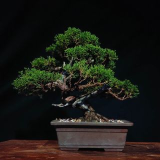 (Category: ) located in . Submitted by bonsai_inc (Listing ID 1319200779, Image 1). Description: .