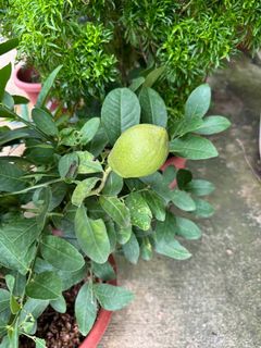 (Category: ) located in . Submitted by gardenfunfarm (Listing ID 1319304669, Image 1). Description: .