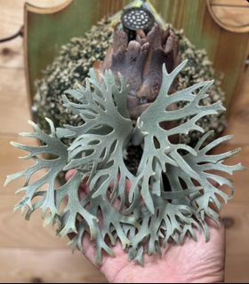 (Category: ) located in . Submitted by meeplants (Listing ID 1319249264, Image 1). Description: .