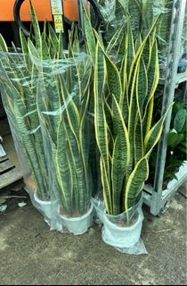 (Category: ) located in . Submitted by gardenfunfarm (Listing ID 1319306067, Image 1). Description: .