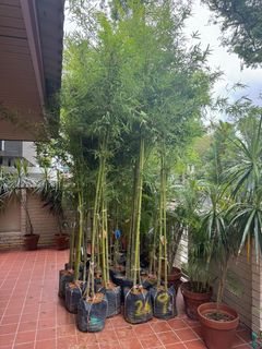 (Category: ) located in . Submitted by gardenfunfarm (Listing ID 1319304240, Image 1). Description: .