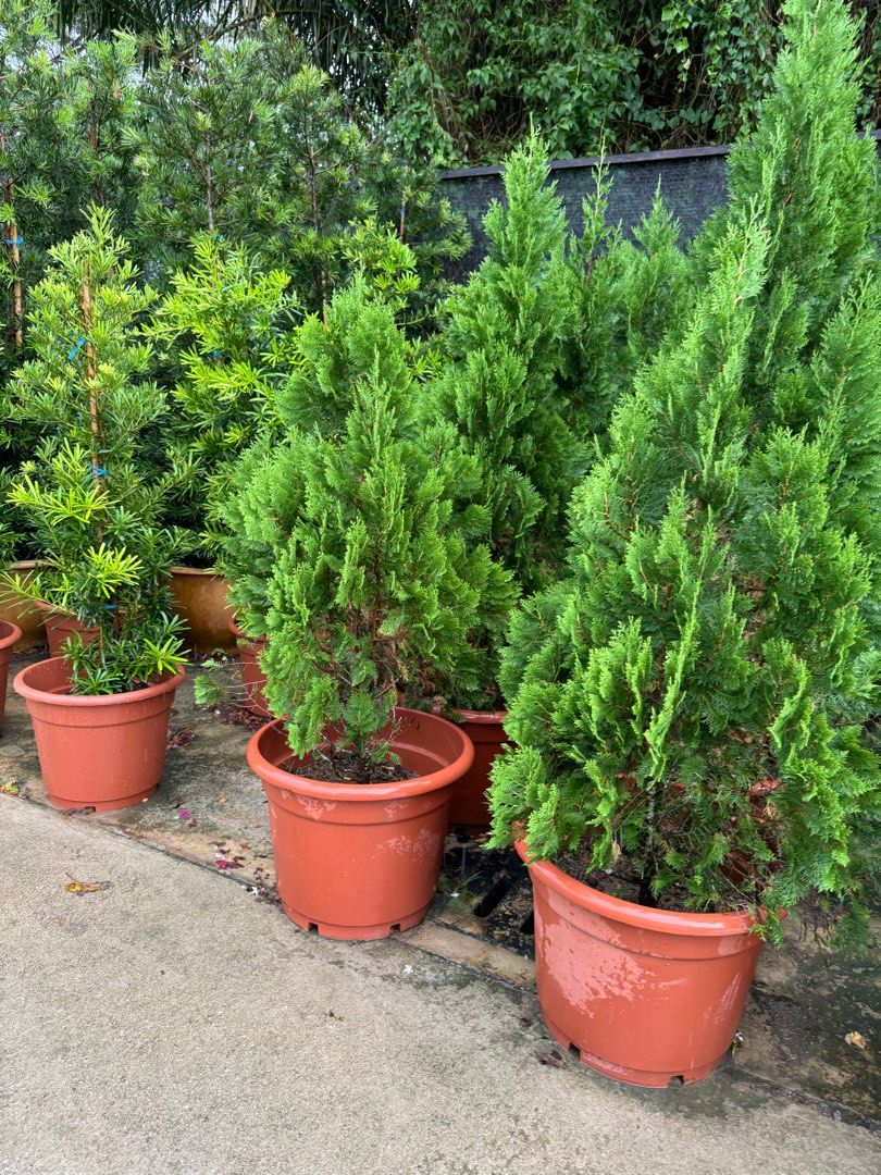 Thuja plant 1.2/1.5meter height, Furniture & Home Living, Gardening, Plants  & Seeds on Carousell