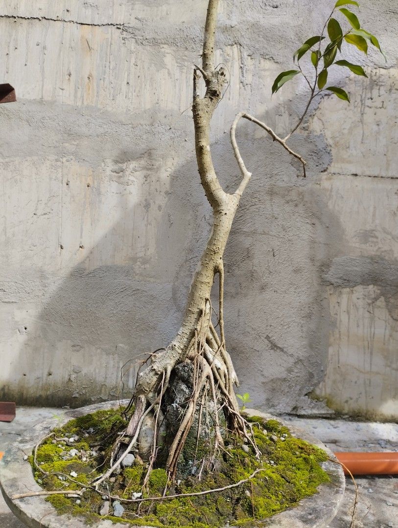 Ficus Benjamina Bonsai Tree on the rock (Category: Pots & Planters) located in Quezon City. Submitted by baosheng24 (Listing ID 1319473317, Image 3). Description: Bonsai Tree on the rock *Almost 10 yrs old *I dont know specific name of this plant or tree *location: fairview.