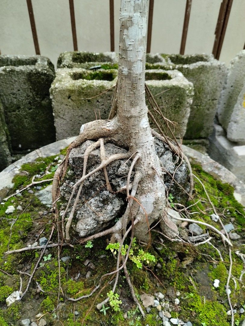 Ficus Benjamina Bonsai Tree on the rock (Category: Pots & Planters) located in Quezon City. Submitted by baosheng24 (Listing ID 1319473317, Image 2). Description: Bonsai Tree on the rock *Almost 10 yrs old *I dont know specific name of this plant or tree *location: fairview.
