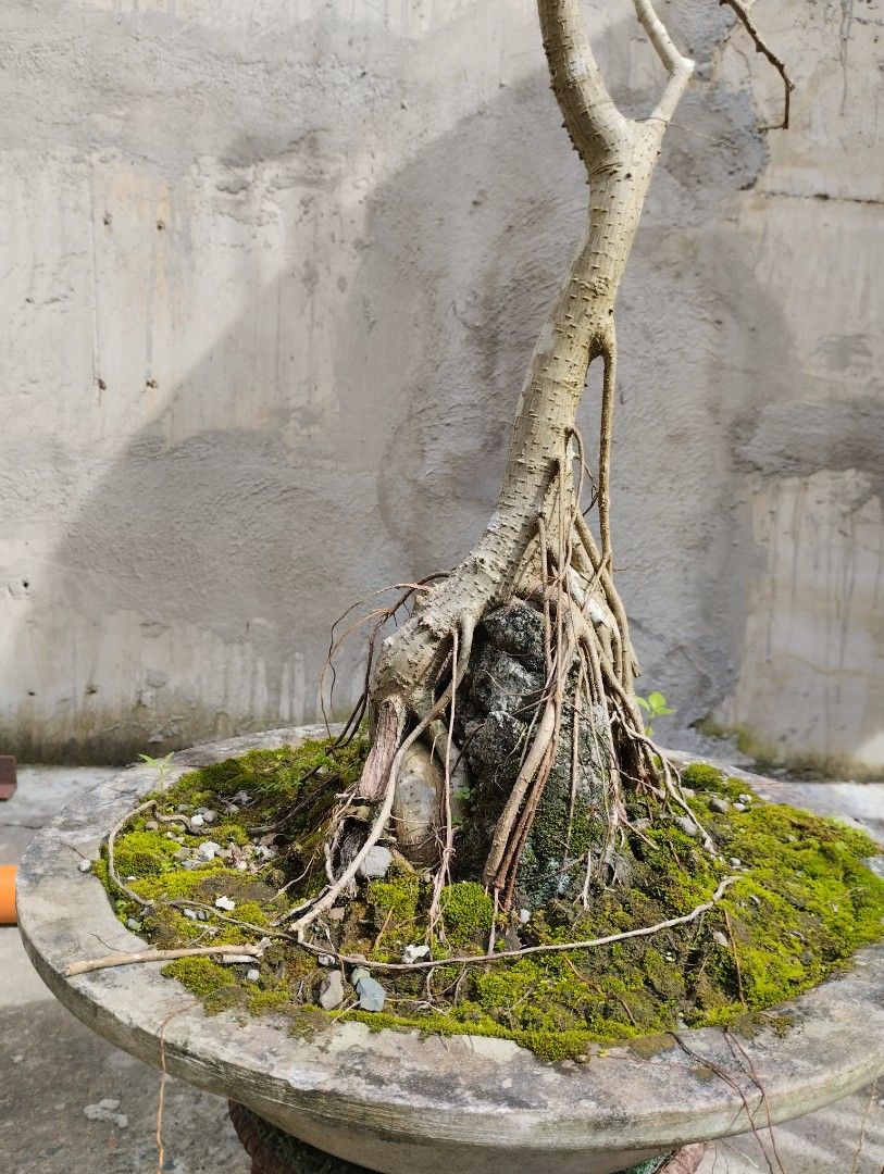 Ficus Benjamina Bonsai Tree on the rock (Category: Pots & Planters) located in Quezon City. Submitted by baosheng24 (Listing ID 1319473317, Image 1). Description: Bonsai Tree on the rock *Almost 10 yrs old *I dont know specific name of this plant or tree *location: fairview.