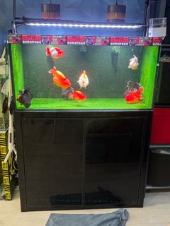 (Category: ) located in . Submitted by rod5862 (Listing ID 1319385780, Image 1). Description: .