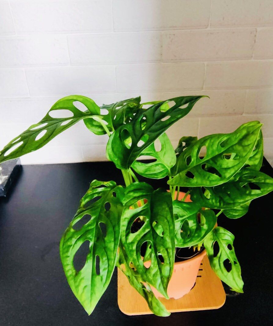 Monstera Obiliqua (Adansonii) Real Live PlanPokok Hidup, Furniture & Home  Living, Gardening, Pots & Planters on Carousell