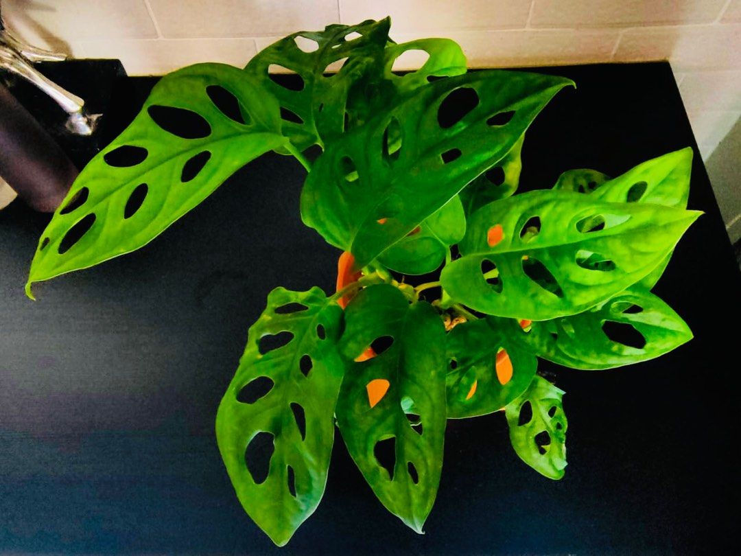 Monstera Obiliqua (Adansonii) Real Live PlanPokok Hidup, Furniture & Home  Living, Gardening, Pots & Planters on Carousell